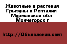 Животные и растения Грызуны и Рептилии. Мурманская обл.,Мончегорск г.